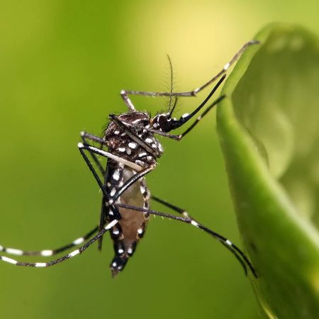 Casos de dengue