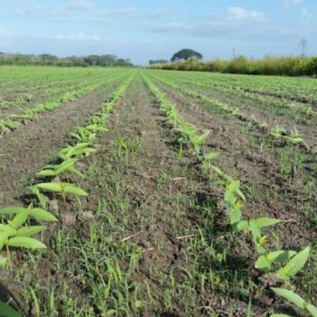 Fedeagro alerta sobre la drástica reducción de tierras sembradas en Venezuela