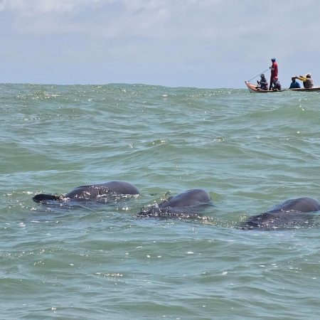 Rescatados más de 200 delfines que quedaron varados en una playa del estado Falcón