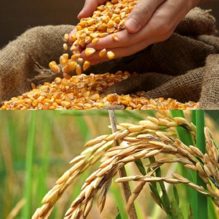 En Venezuela, los índices de cultivo y producción de arroz, maíz, azúcar y camarones aumentaron este año según presidente de la SVIAA
