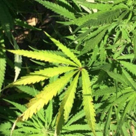 Marihuana
