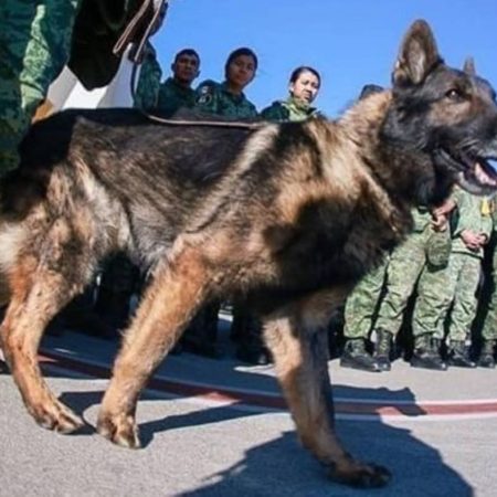 Proteo falleció durante labores de rescate en Turquía. Foto cortesía El Nacional