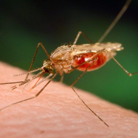 Salud, Zika, Malaria,