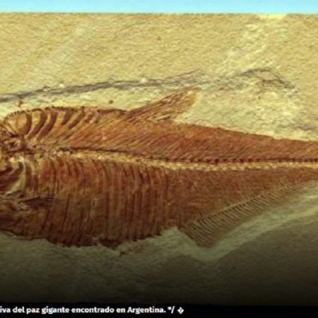 Hallan fósil de pez gigante de 70 millones de años en Patagonia argentina. (Cortesía)