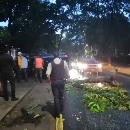 Jacobo Vidarte también reportó árboles caídos en la#Carabobo Autopista #Valencia - Pto Cabello Km 191. (Cortesía)