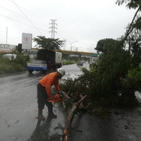 Intensas lluvias de este martes hicieron colapsar 18 árboles en Barquisimeto y Cabudare