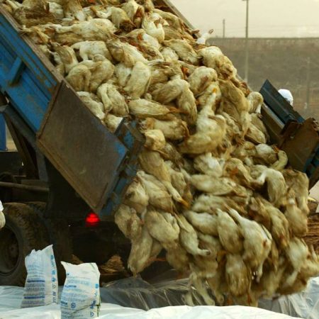 China reportó el primer caso de gripe aviar H3N8 en humanos