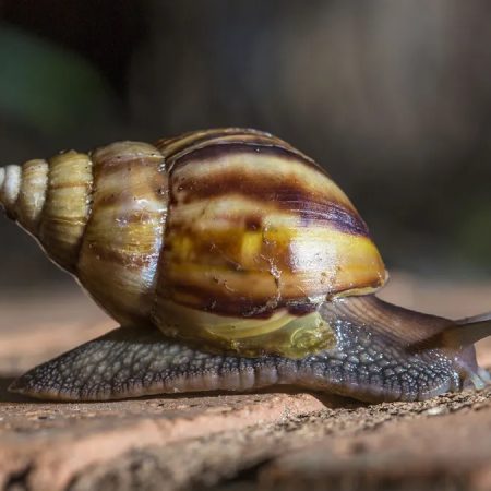Autoridades reportan proliferación del caracol africano en el estado Zulia
