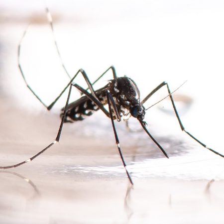 OPS avisó sobre posible epidemia de dengue en América Latina