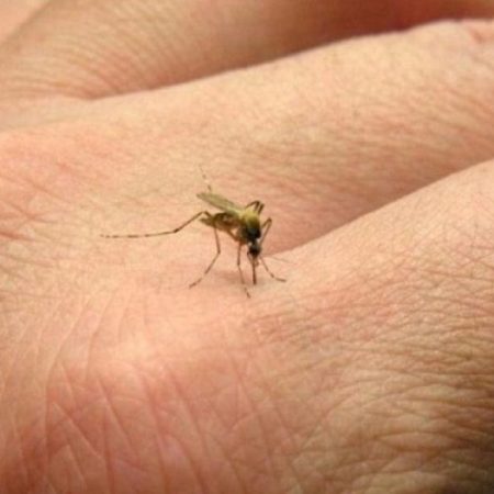 dengue