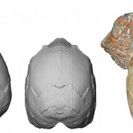 Imagen publicada el 10 de julio de 2019 por la Universidad de Tübingen muestra una reconstrucción y un modelo computarizado de parte de un cráneo llamado Apidima 1, descubierto en una cueva griega, que se determinó que pertenecía a un Homo Sapiens de más de 150.000 años. AFP