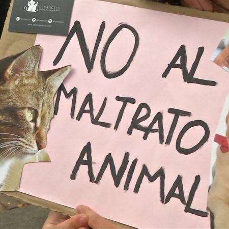 Imputados por maltrato tres adolescentes que prendieron fuego a una gata en Maturín