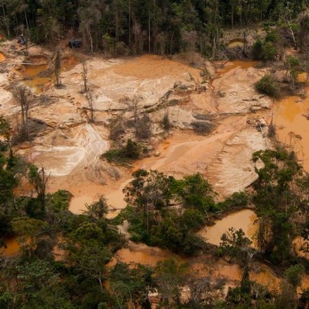 Chavismo asegura haber revertido la deforestación un 47% en 20 años
