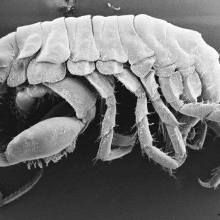 El 'podocerus jinbe', la nueva especie de crustáceo descubierta en la boca del tiburón ballena, en una imagen tomada con una lente microscópica por Ko Tomikawa, profesor asociado de la Universidad de Hiroshima (Japón). AFP