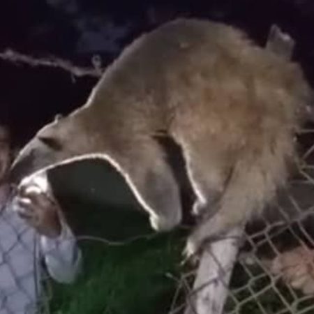 oso melero