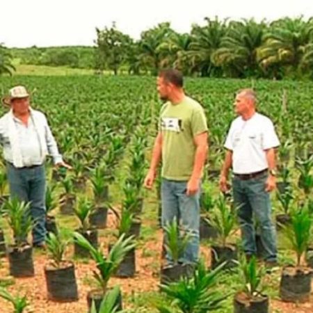 desarrollar la palma aceitera con Colombia