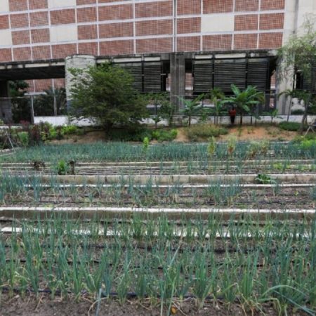 Barriadas caraqueñas se suman a plan agrourbano para sustituir importaciones