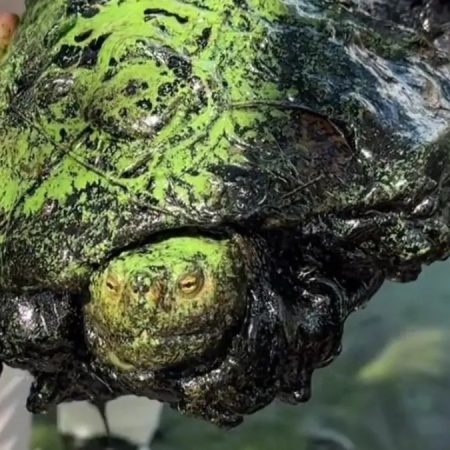 Ambientalistas atendieron a 22 animales cubiertos con petróleo en el Lago de Maracaibo en 2023