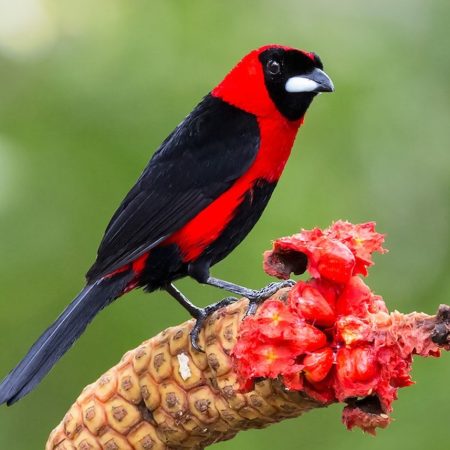 especie de ave amazonas tangara