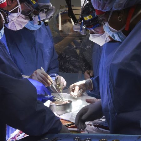Médicos de EE.UU. trasplantan con éxito por primera vez un corazón de cerdo a un hombre