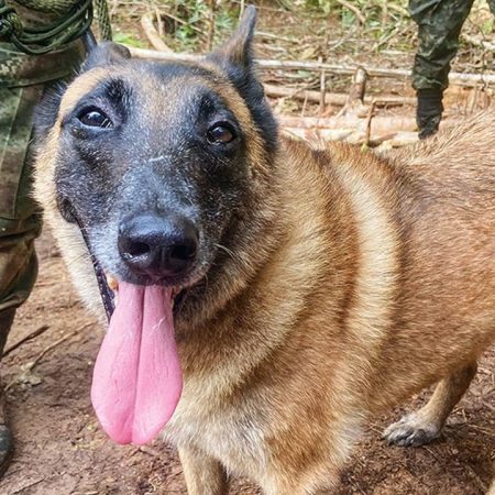 Semana  | La búsqueda del perrito Wilson continúa en la selva del Guaviare