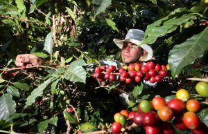 Cafeteros colombianos temen a plaga que afecta las plantaciones
